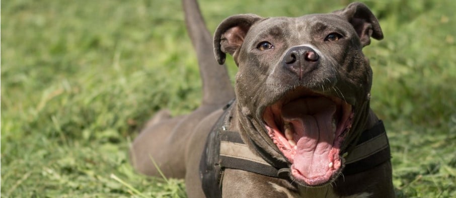 Why People Crop Pitbull Ears (And Why You Shouldn't) - Dog Food Care