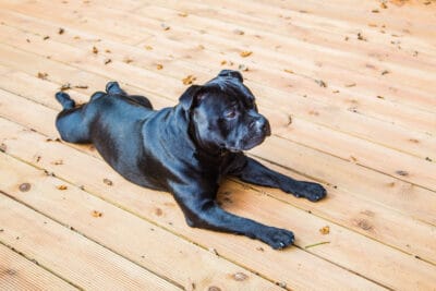 a dog black dog with a shiny coat