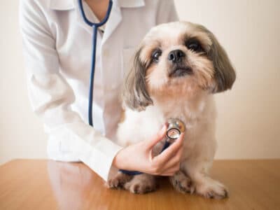 Young female veterinarian doctor examining Shih tzu dog with stethoscope