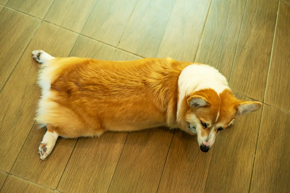 What Is Splooting And Why Do Dogs Do It? | Dog Food Care