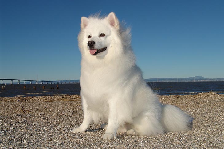 how much should a american eskimo dog weight chart