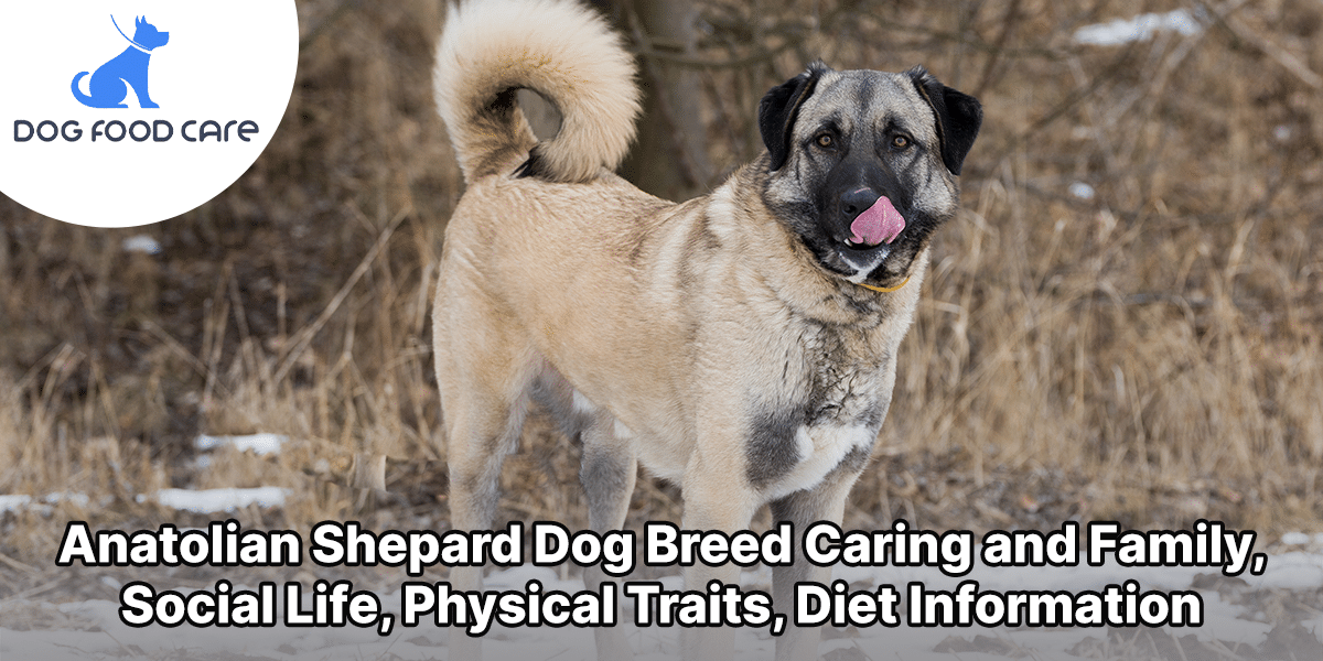 Anatolian Shepaes Dog Breed Caring and Family, Social Life, Physical Traits, Diet Information