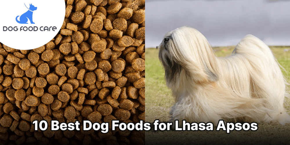 Best Dog Foods for Lhasa Apsos