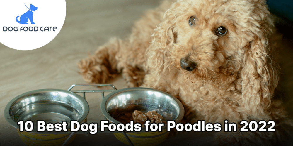 10 Best Dog Foods for Poodles in 2022