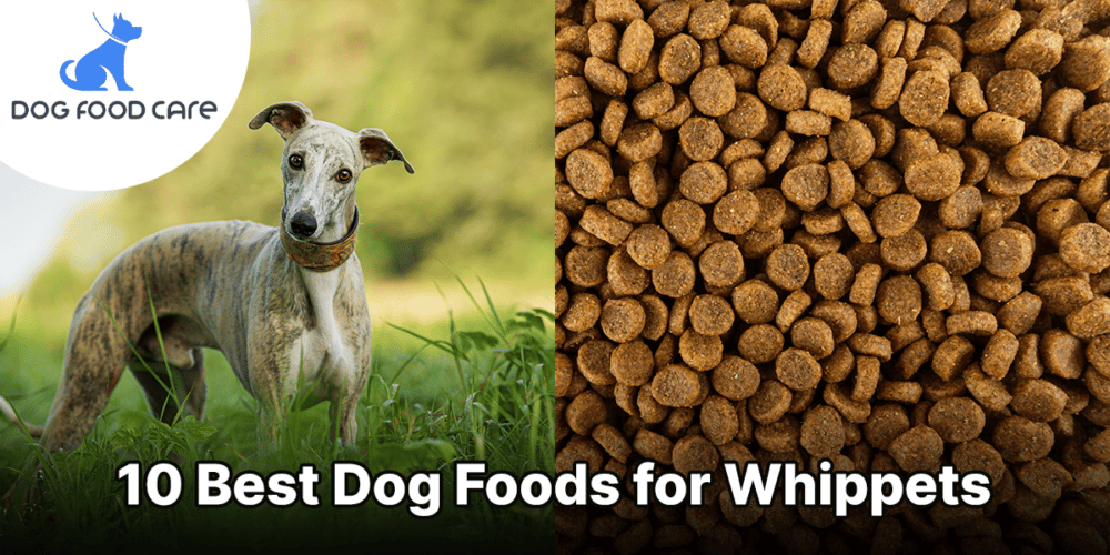 Best Dog Foods for Whippets