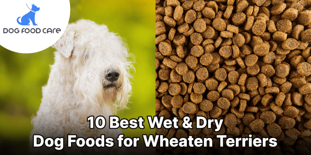 Best Wet & Dry Dog Foods for Wheaten Terriers
