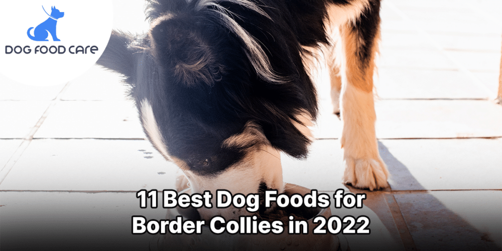 11 Best Dog Foods for Border Collies