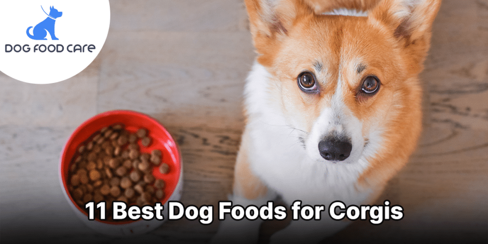 11 Best Dog Foods for Corgis