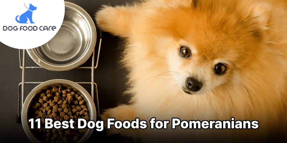 11 Best Dog Foods for Pomeranians