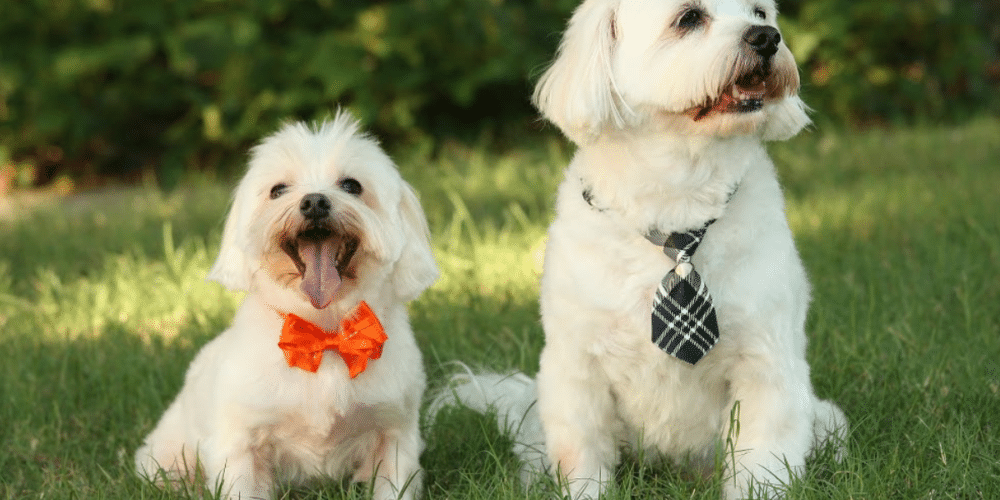 2 dogs sitting in grass