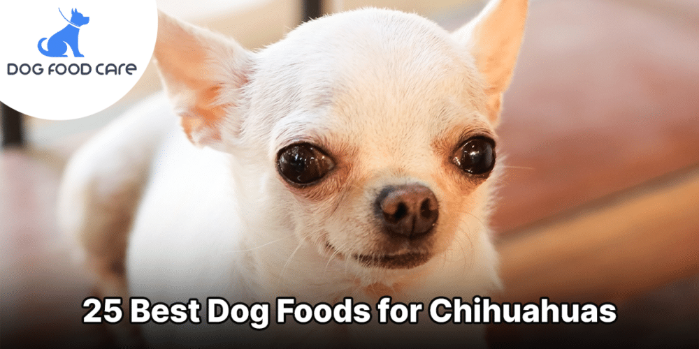 25 Best Dog Foods for Chihuahuas