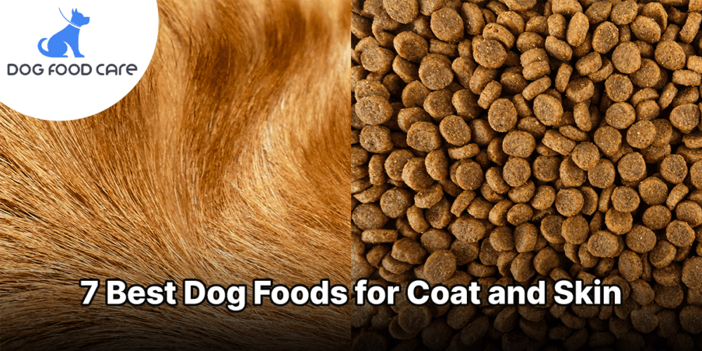 Best Dog Foods for Coat and Skin