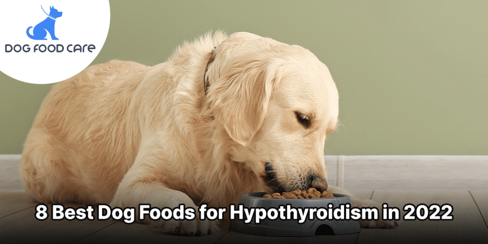 8 Best Dog Foods for Hypothyroidism