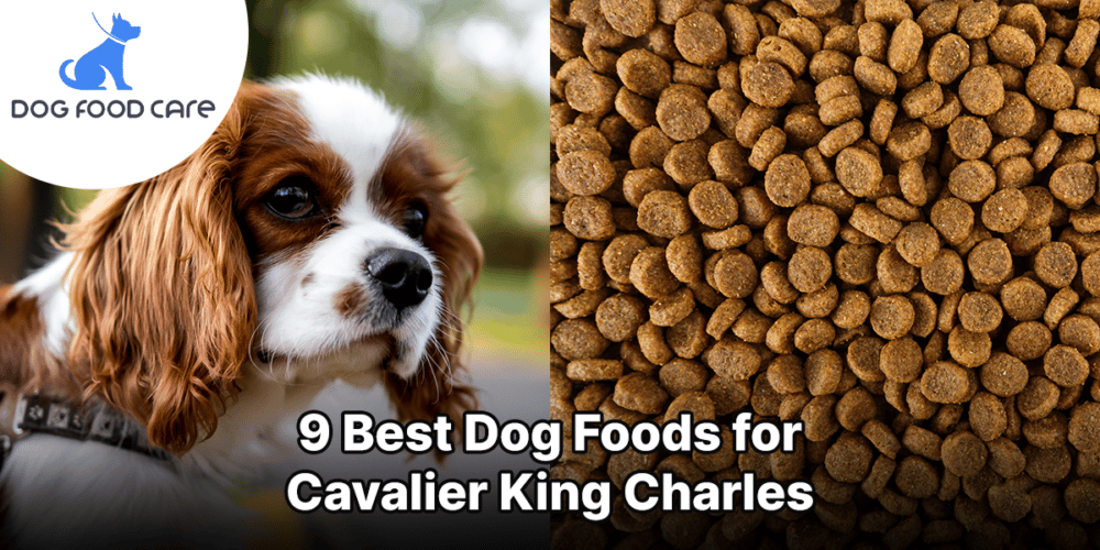 Best Dog Foods for Cavalier King Charles