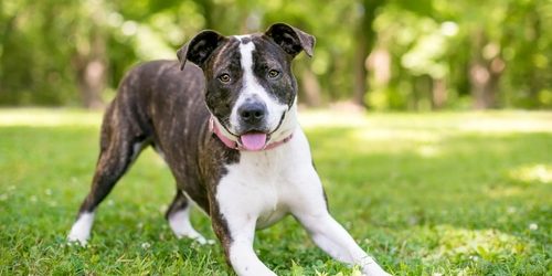 A playful brindle and white mixed breed dog in a play bow position