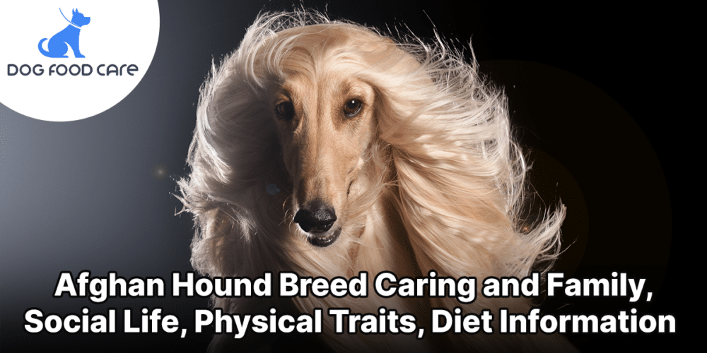 Afghan Hound Breed Caring and Family, Social Life, Physical Traits, Diet Information