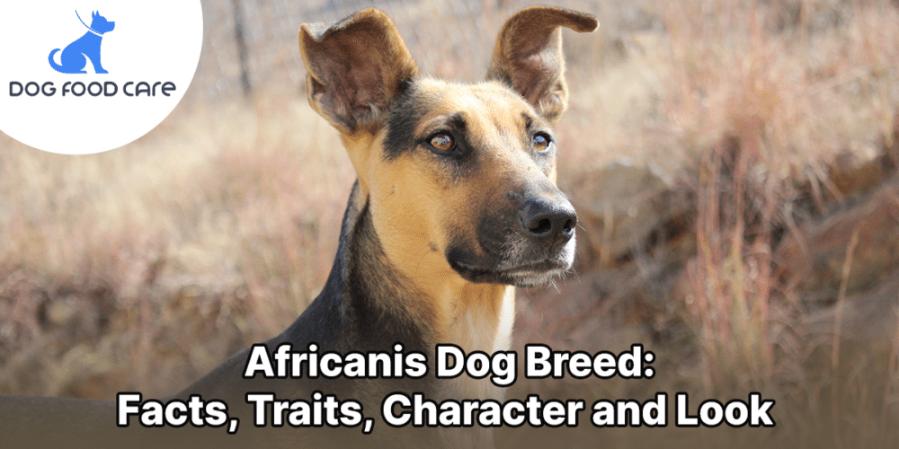 Africanis Dog Breed_ Facts, Traits, Character and Look