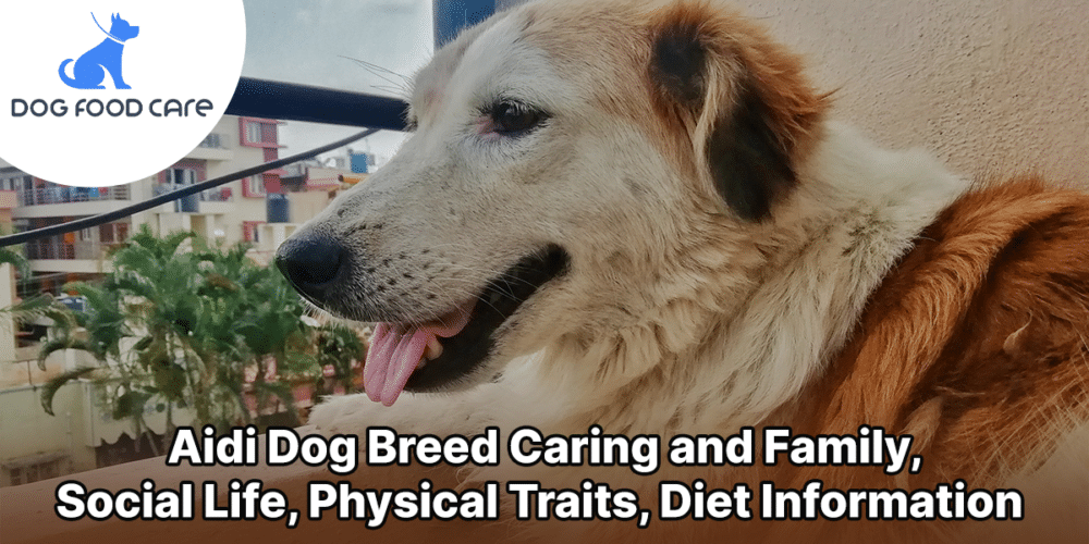 Aidi Dog Breed Caring and Family, Social Life, Physical Traits, Diet Information