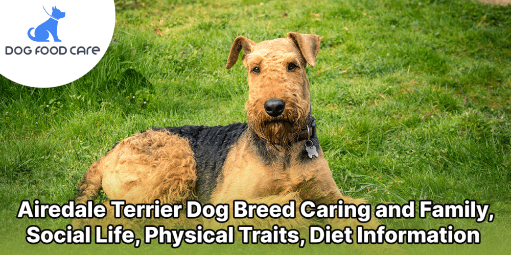 Airedale Terrier Dog Breed Caring and Family, Social Life, Physical Traits, Diet Information