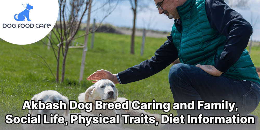 Akbash Dog Breed Caring and Family, Social Life, Physical Traits, Diet Information