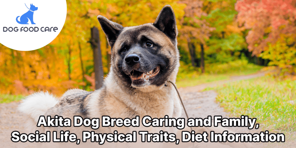 Akita Dog Breed Caring and Family, Social Life, Physical Traits, Diet Information