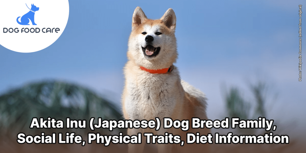Akita Inu (Japanese) Dog Breed Family, Social Life, Physical Traits, Diet Information