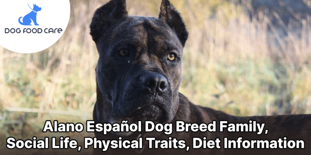 Alano Español Dog Breed Family, Social Life, Physical Traits, Diet Information