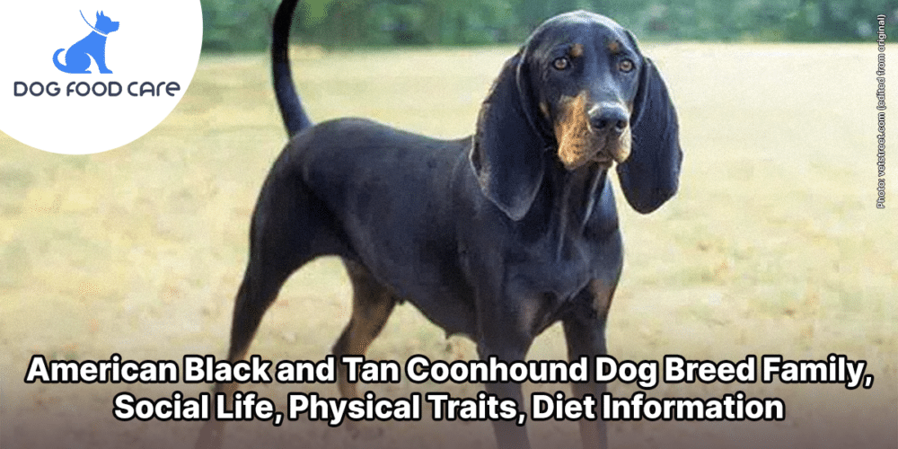 American Black and Tan Coonhound Dog Breed Family, Social Life, Physical Traits, Diet Information