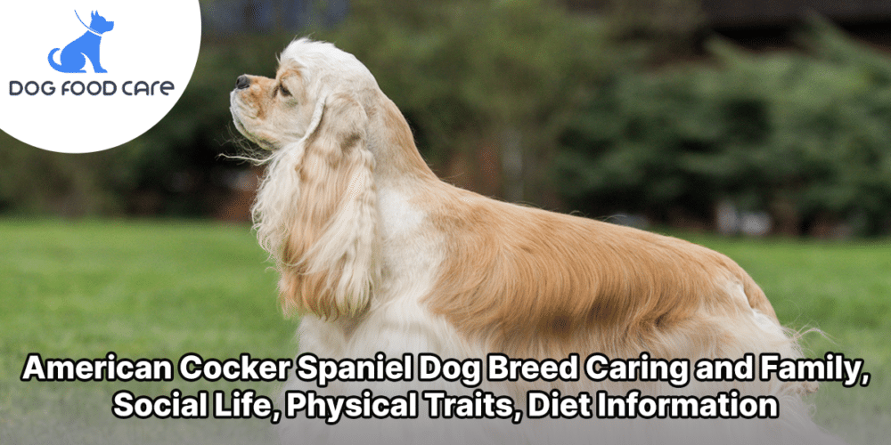 American Cocker Spaniel Dog Breed Caring and Family, Social Life, Physical Traits, Diet Information