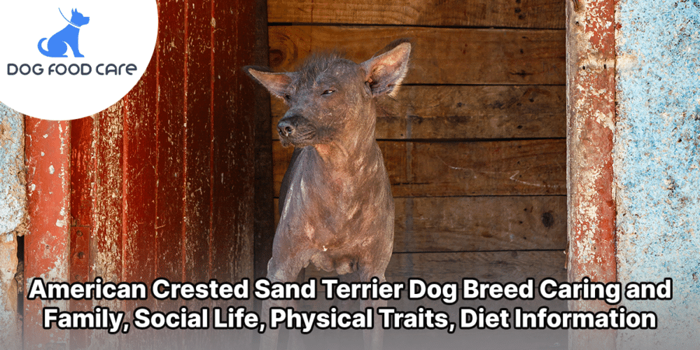 American Crested Sand Terrier Dog Breed Caring and Family, Social Life, Physical Traits, Diet Information