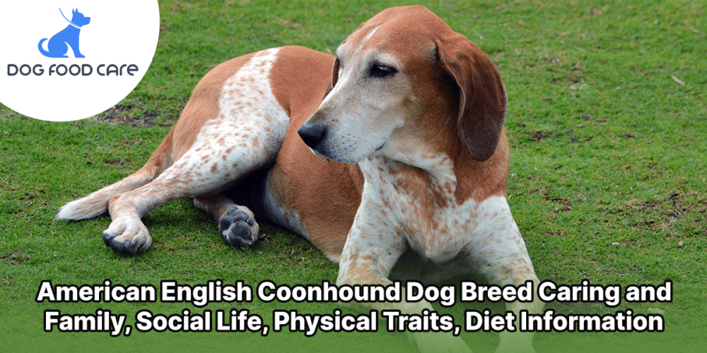 American English Coonhound Dog Breed Caring and Family, Social Life, Physical Traits, Diet Information