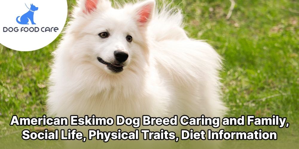 American Eskimo Dog Breed Caring and Family, Social Life, Physical Traits, Diet Information