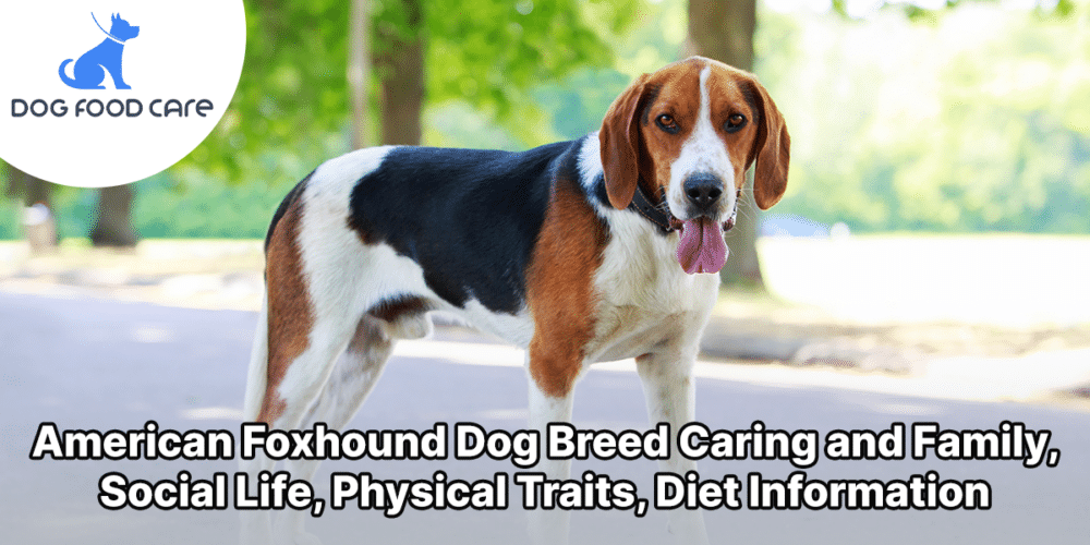 American Foxhound Dog Breed Caring and Family, Social Life, Physical Traits, Diet Information