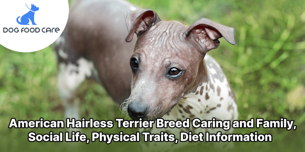 American Hairless Terrier Breed Caring and Family, Social Life, Physical Traits, Diet Information