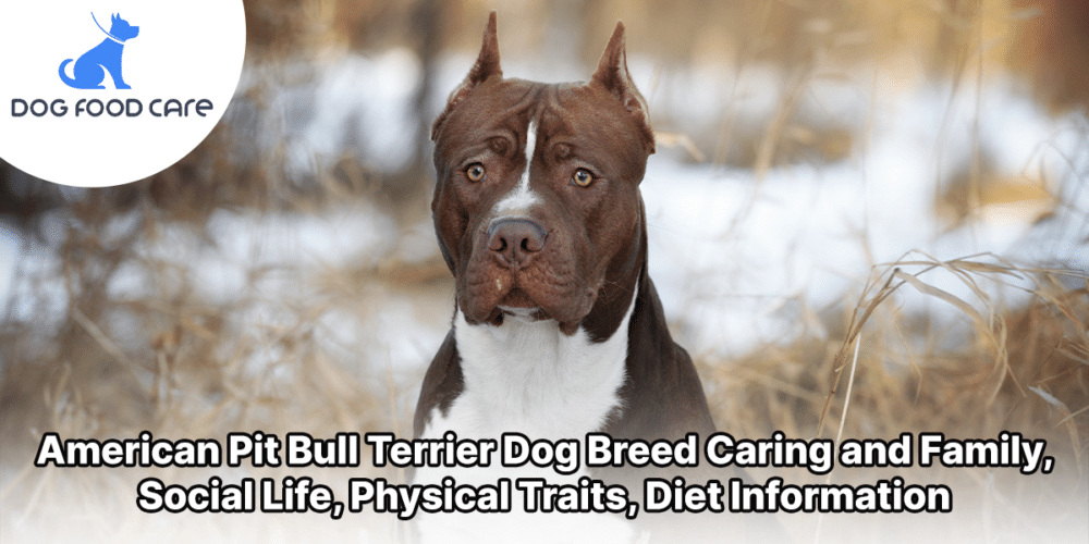 American Pit Bull Terrier Dog Breed Caring and Family, Social Life, Physical Traits, Diet Information