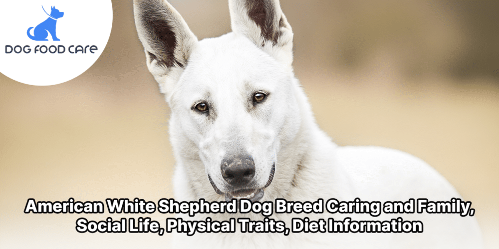 American White Shepherd Dog Breed Caring and Family, Social Life, Physical Traits, Diet Information