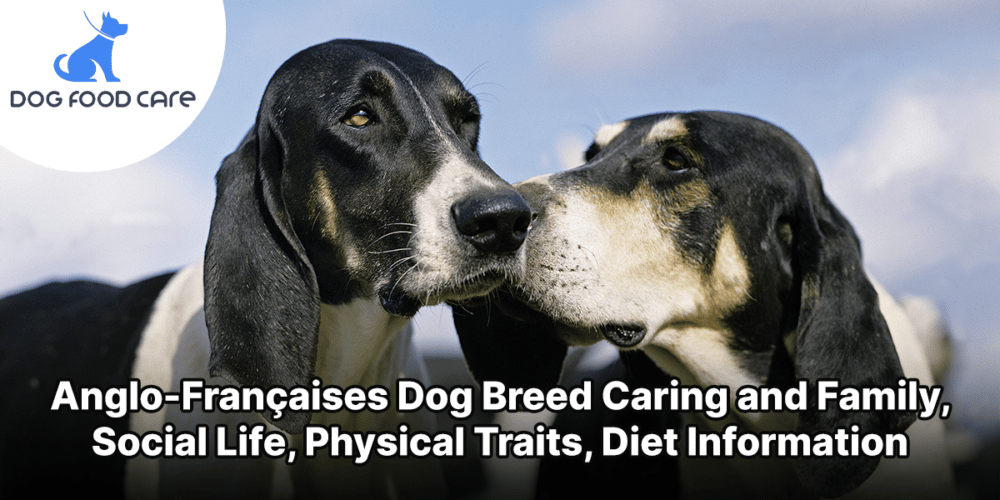 Anglo Françaises Dog Breed