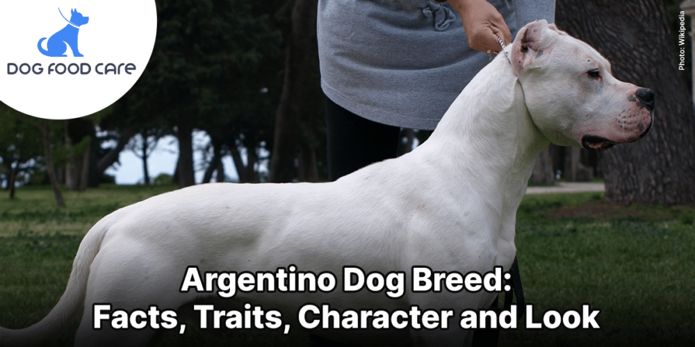 Argentino Dog Breed_ Facts, Traits, Character and Look