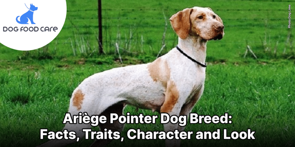 Ariège Pointer Dog Breed_ Facts, Traits, Character and Look