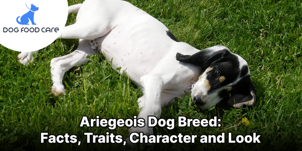 Ariegeois Dog Breed_ Facts, Traits, Character and Look