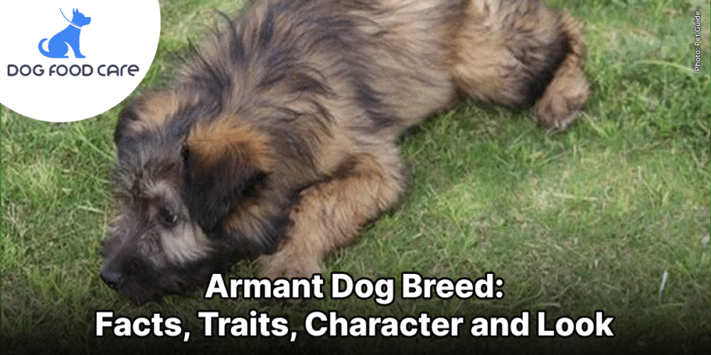 Armant Dog Breed_ Facts, Traits, Character and Look