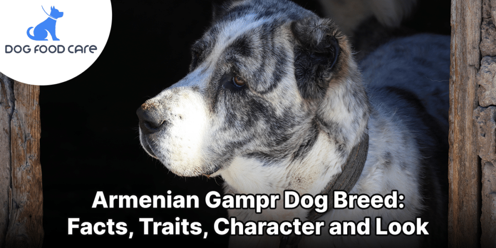 Armenian Gampr Dog Breed_ Facts, Traits, Character and Look