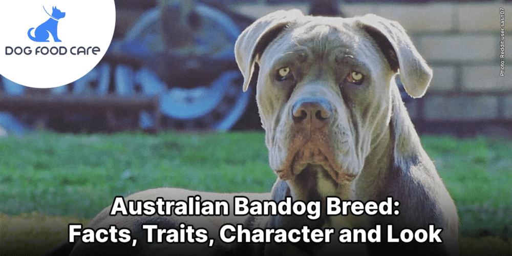 Australian Bandog Breed_ Facts, Traits, Character and Look