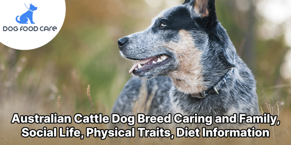 Australian Cattle Dog Breed Caring and Family, Social Life, Physical Traits, Diet Information
