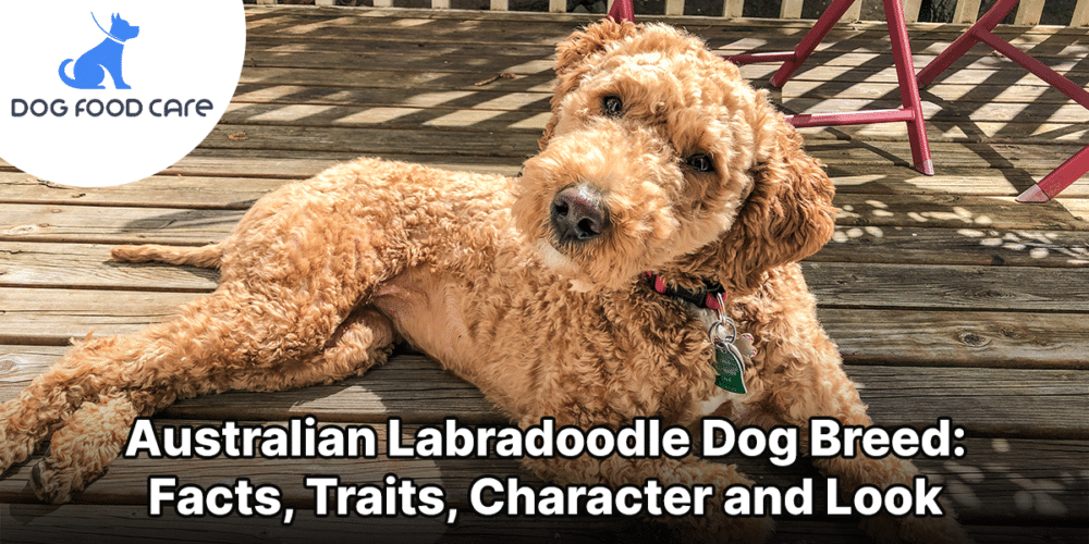 Australian Labradoodle Dog Breed_ Facts, Traits, Character and Look