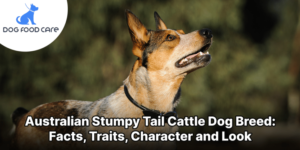 Australian Stumpy Tail Cattle Dog Breed_ Facts, Traits, Character and Look