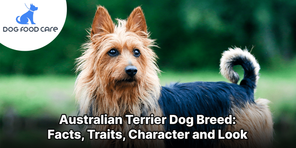 Australian Terrier Dog Breed_ Facts, Traits, Character and Look
