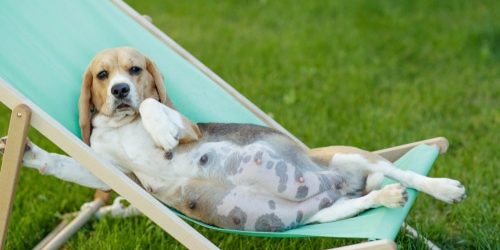 Beautiful pregnant dog on beach chair