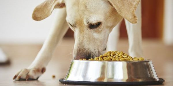 Beneful Dog Food in Bowl