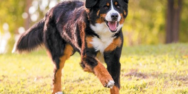 Bernese mountain dog